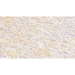 Casein Kappa (CSN3) Antibody