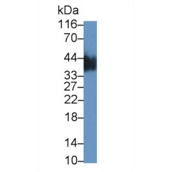 Casein Kappa (CSN3) Antibody