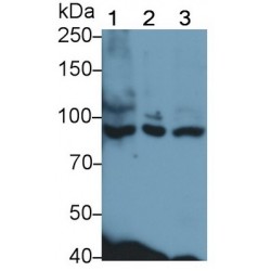 Sortilin 1 (SORT1) Antibody