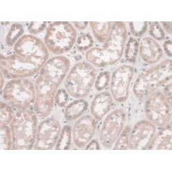Nesprin 2 (SYNE2) Antibody