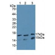 Western blot analysis of (1) Human K562 Cells, (2) Mouse Testis Tissue and (3) Rat Testis Tissue.