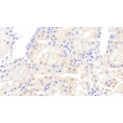 Gremlin 2 (GREM2) Antibody