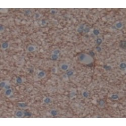 SCAN Domain Containing Protein 3 (SCAND3) Antibody