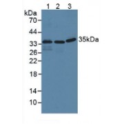 Western blot analysis of (1) Human Lung Tissue, (2) Human HeLa cells and (3) Porcine Liver Tissue.