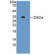abx129275