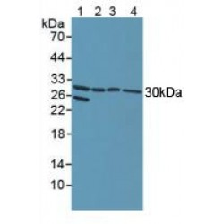 Notch2 N-Terminal Like Protein (NOTCH2NL) Antibody