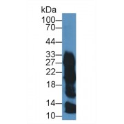 Western blot analysis of Hu Saliva, using Human ZG16B Antibody (0.5 µg/ml) and HRP-conjugated Goat Anti-Rabbit antibody (<a href="https://www.abbexa.com/index.php?route=product/search&amp;search=abx400043" target="_blank">abx400043</a>, 0.2 µg/ml).