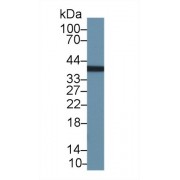 Western blot analysis of Cow Stomach lysate, using Human KAZALD1 Antibody (2 µg/ml) and HRP-conjugated Goat Anti-Rabbit antibody (<a href="https://www.abbexa.com/index.php?route=product/search&amp;search=abx400043" target="_blank">abx400043</a>, 0.2 µg/ml).