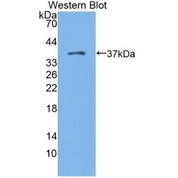 Kazal Type Serine Protease Inhibitor Domain Containing Protein 1 (KAZALD1) Antibody