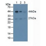 Western blot analysis of (1) Mouse Brain Tissue, (2) Mouse Heart Tissue and (3) Mouse Skeletal Muscle Tissue.