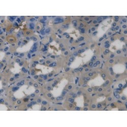 Ghrelin (GHRL) Antibody