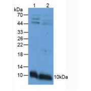 Western blot analysis of (1) Mouse Intestine Tissue and (2) Mouse Stomach Tissue.