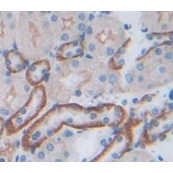 Junctional Adhesion Molecule 3 (JAM3) Antibody