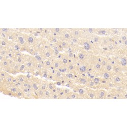 Ring Finger Protein 112 (RNF112) Antibody