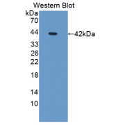 Western blot analysis of recombinant Mouse OSTN protein.