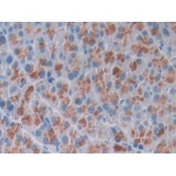 Osteocrin (OSTN) Antibody