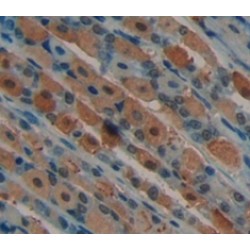 NUAK Family SNF1 Like Kinase 1 (NUAK1) Antibody