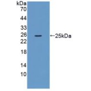 WB analysis of recombinant Mouse XCR1 using Chemokine C-Motif Receptor 1 (XCR1) Antibody.
