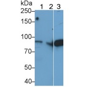abx129392