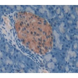 Lithostathine-1 (REG1A) Antibody