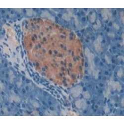 Regenerating Islet Derived Protein 1 Alpha (REG1a) Antibody