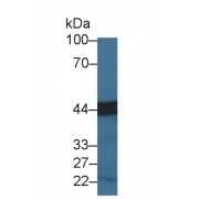 Western blot analysis of Mouse Lymph node lysate, using Mouse CPA3 Antibody (3 µg/ml) and HRP-conjugated Goat Anti-Rabbit antibody (<a href="https://www.abbexa.com/index.php?route=product/search&amp;search=abx400043" target="_blank">abx400043</a>, 0.2 µg/ml).