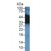 Western blot analysis of Mouse Placenta lysate, using Mouse TPM3 Antibody (2 µg/ml) and HRP-conjugated Goat Anti-Rabbit antibody (<a href="https://www.abbexa.com/index.php?route=product/search&amp;search=abx400043" target="_blank">abx400043</a>, 0.2 µg/ml).