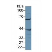 Western blot analysis of Mouse Testis lysate, using Mouse MSTO1 Antibody (1 µg/ml) and HRP-conjugated Goat Anti-Rabbit antibody (<a href="https://www.abbexa.com/index.php?route=product/search&amp;search=abx400043" target="_blank">abx400043</a>, 0.2 µg/ml).