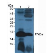 Western blot analysis of (1) Mouse Pancreas Tissue and (2) Mouse Stomach Tissue.