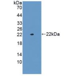 Glucagon (GCG) Antibody