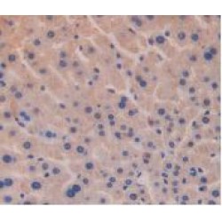 Glucagon (GCG) Antibody