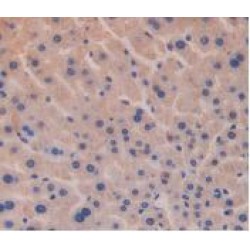 Glucagon (GC) Antibody