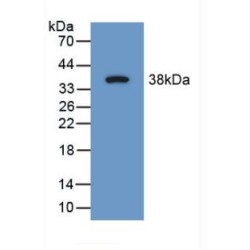 Synapsin I (SYN1) Antibody