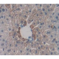 TNF Receptor Superfamily Member 5 / TNFRSF5 (CD40) Antibody