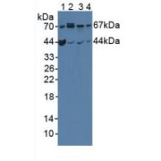 Western blot analysis of (1) Mouse Brain Tissue, (2) Mouse Intestine Tissue, (3) Human HeLa cells and (4) Human 293T Cells.