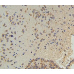 Angiogenin (ANG) Antibody