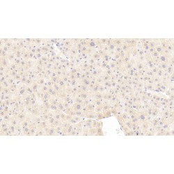 Inhibin Beta E (INHBE) Antibody