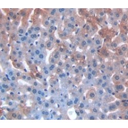 Protein O-GlcNAcase / MGEA5 (OGA) Antibody