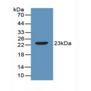 abx129504