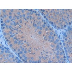 T-Cell-Specific Surface Glycoprotein CD28 (CD28) Antibody