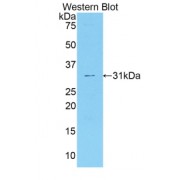 Western blot analysis of recombinant Mouse F5.