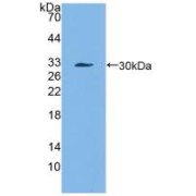 WB analysis of recombinant Mouse SERPINA3N protein.