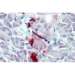 Pancreatic Polypeptide (PP) Antibody
