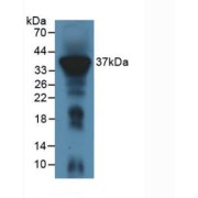 Western blot analysis of Mouse Liver Tissue.