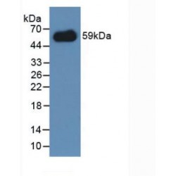 Immune Receptor Expressed On Myeloid Cells 1 (IREM1) Antibody