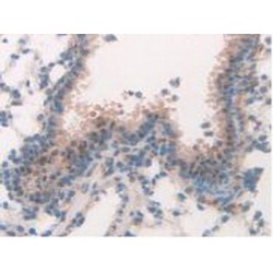 Mitogen-Activated Protein Kinase 7 / ERK5 (MAPK7) Antibody