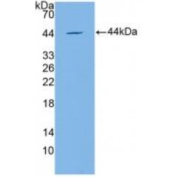 Apolipoprotein C4 (APOC4) Antibody