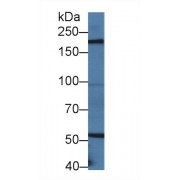 Western blot analysis of Mouse Small intestine lysate, using Mouse LAMb2 Antibody (2 µg/ml) and HRP-conjugated Goat Anti-Rabbit antibody (<a href="https://www.abbexa.com/index.php?route=product/search&amp;search=abx400043" target="_blank">abx400043</a>, 0.2 µg/ml).