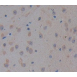 Cadherin EGF LAG Seven Pass G-Type Receptor 3 (CELSR3) Antibody