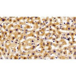 MAPK/MAK/MRK Overlapping Kinase (MOK) Antibody